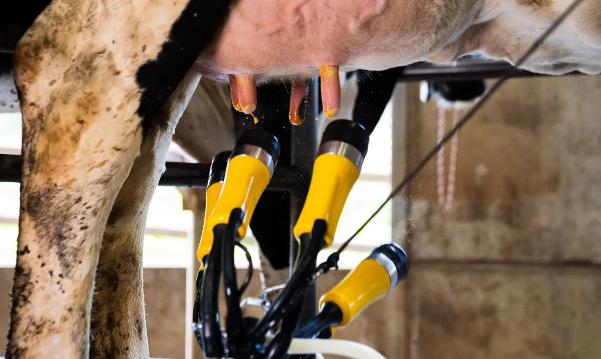 ADF Milking Systems | Lower SCC Risk & Save Labour - Image 1
