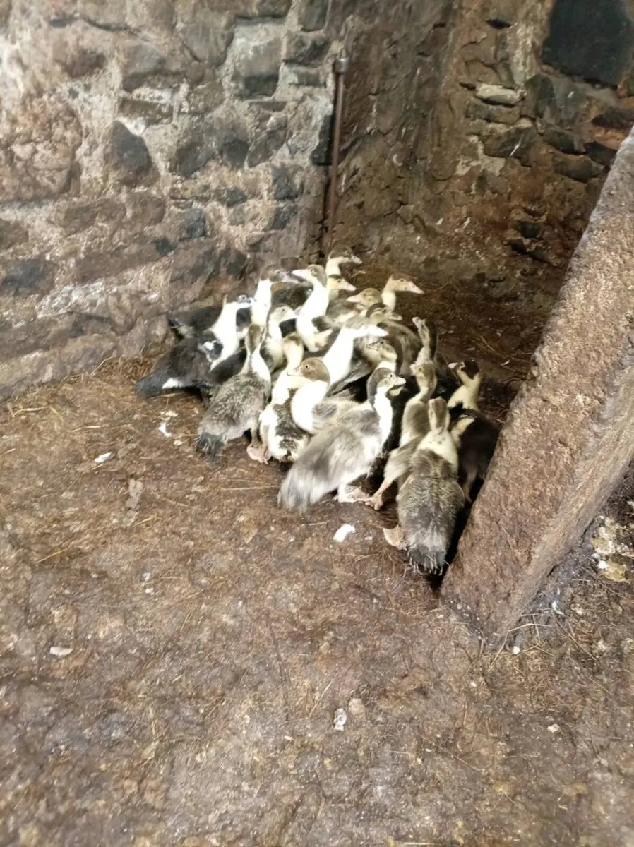 Poultry - Image 1