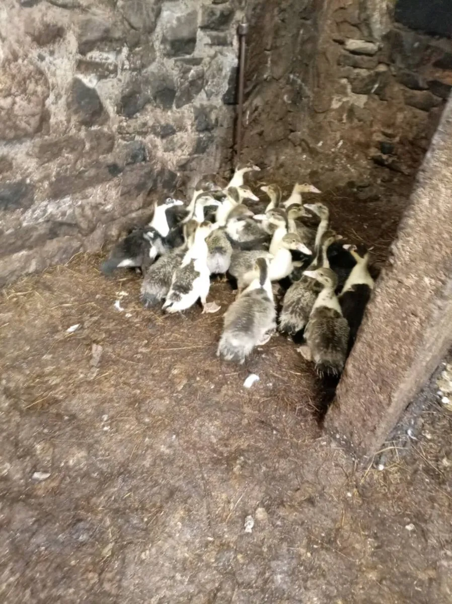 Poultry - Image 2