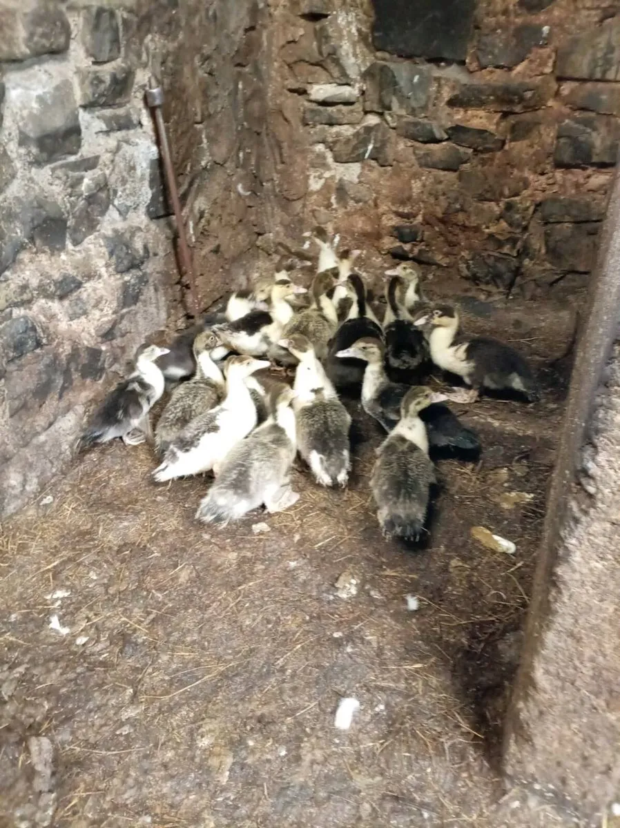 Poultry - Image 3