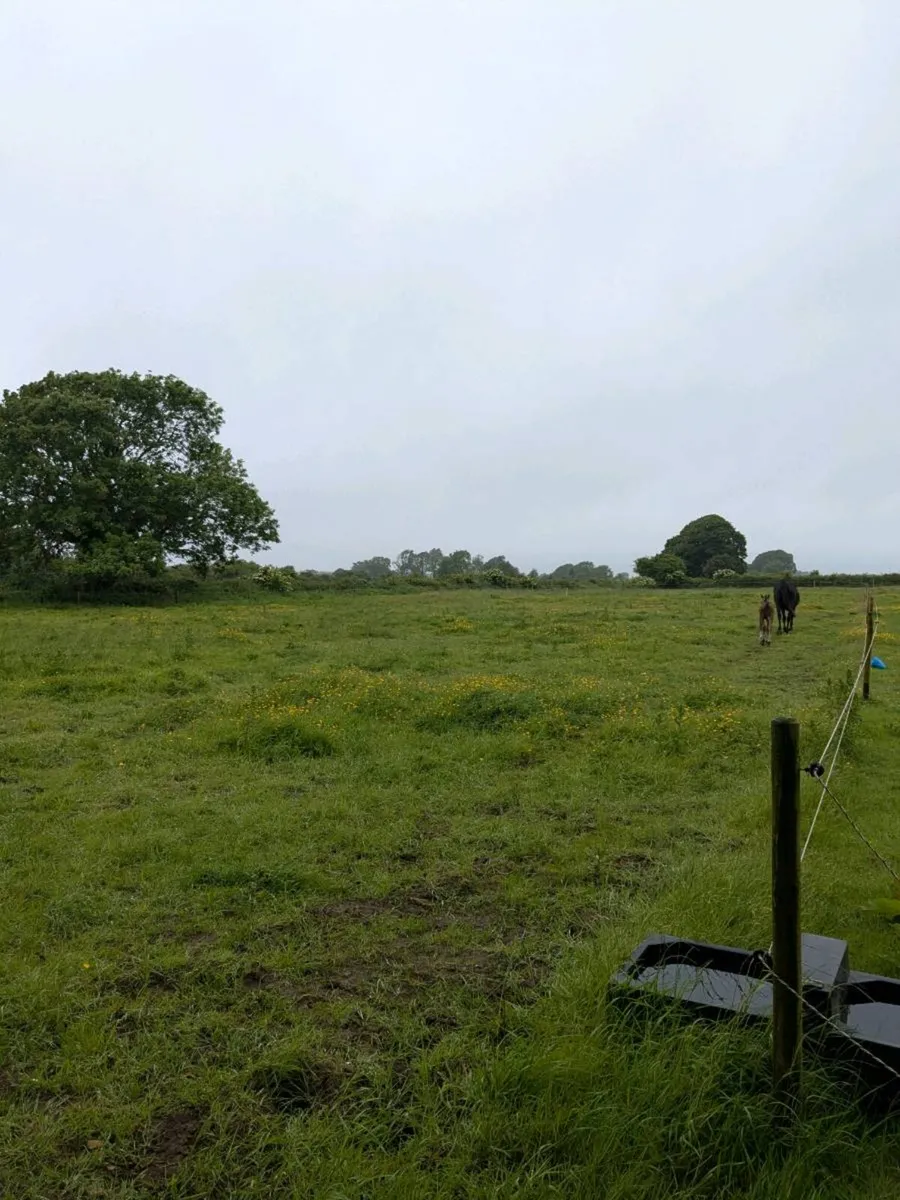 GRASS LIVERY CASHEL/THURLES - Image 2