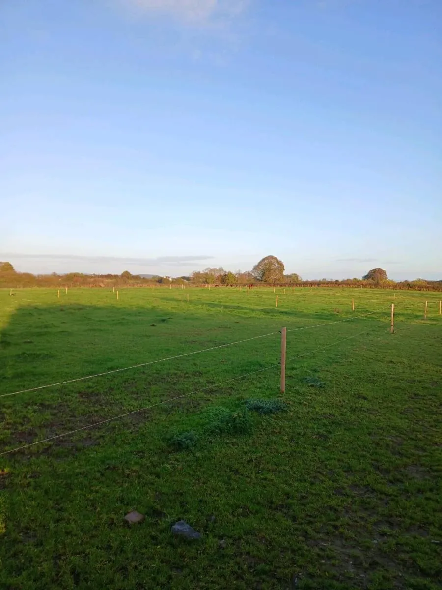 GRASS LIVERY CASHEL/THURLES - Image 1
