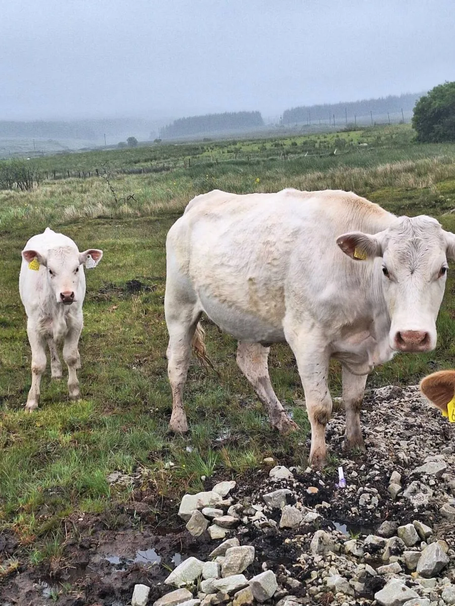 Organic cows and calves for sale - Image 1