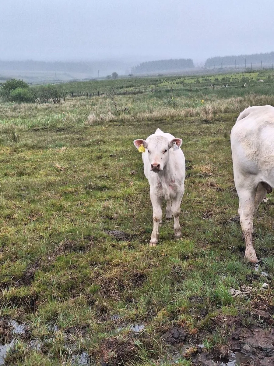 Organic cows and calves for sale - Image 2
