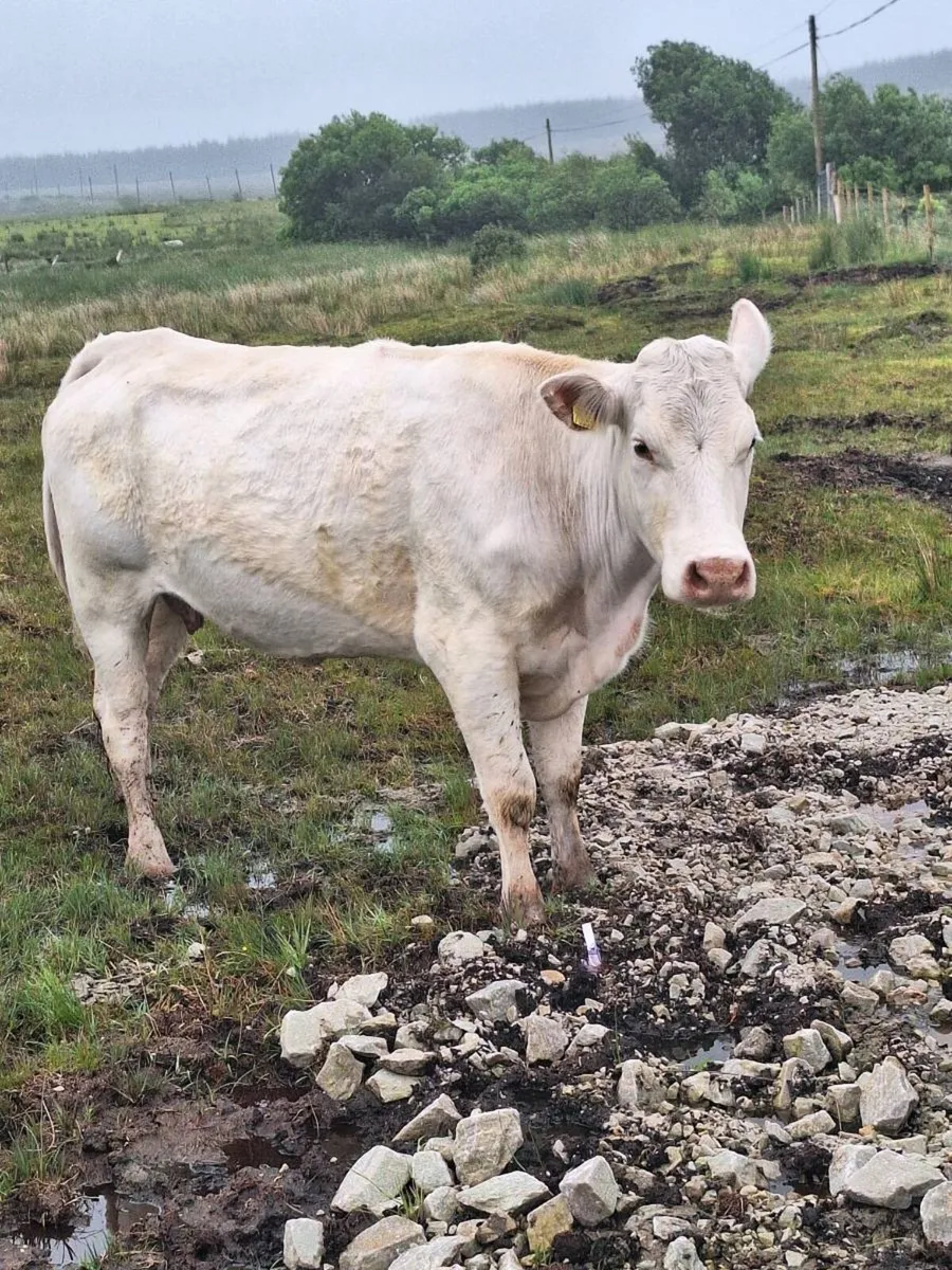 Organic cows and calves for sale - Image 3