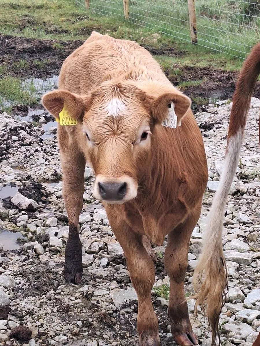 Organic cows and calves for sale - Image 4