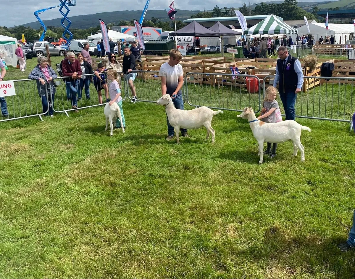 Goat Classes at Clonmel Show now Open for entry - Image 4