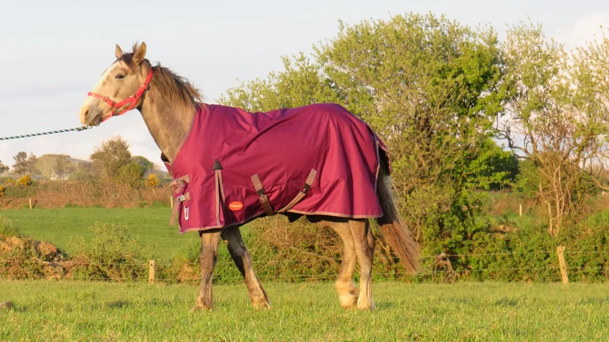 Summer Rugs available - Image 1
