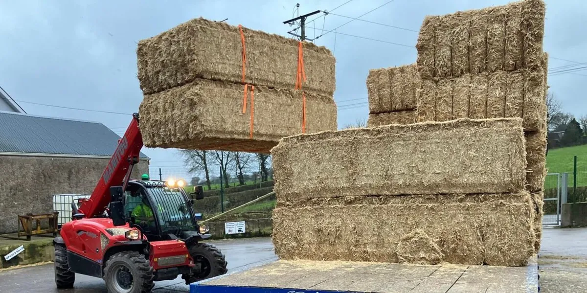 Spanish Straw - Image 1