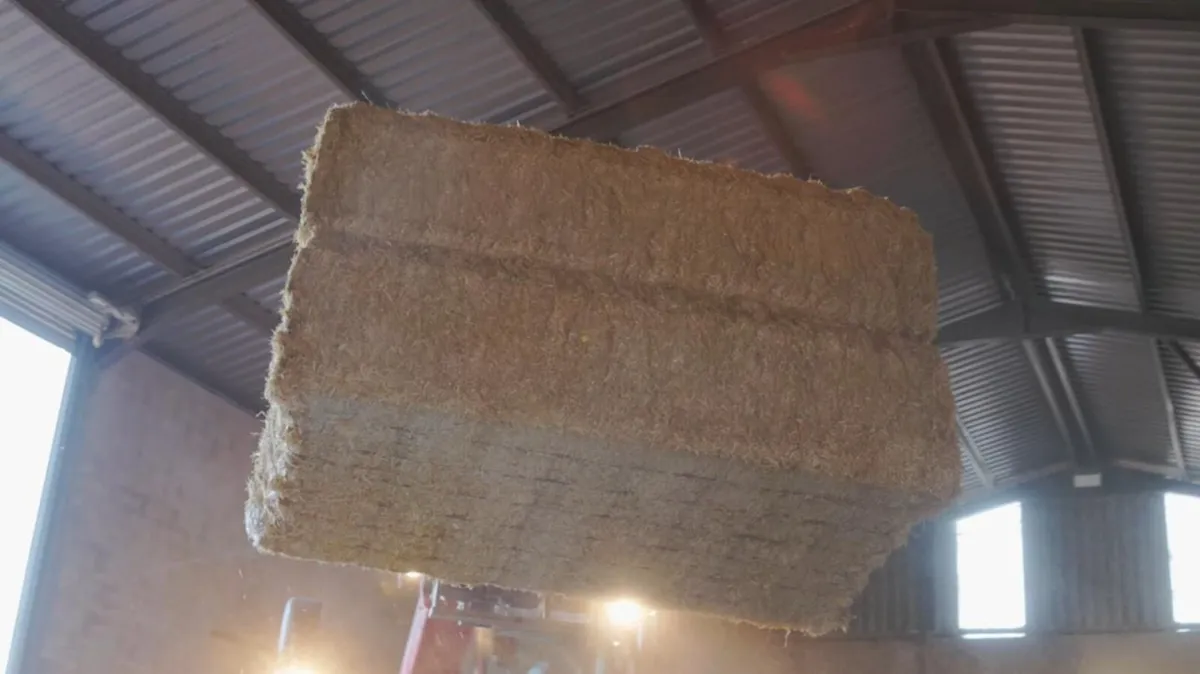 Spanish Straw - Image 3