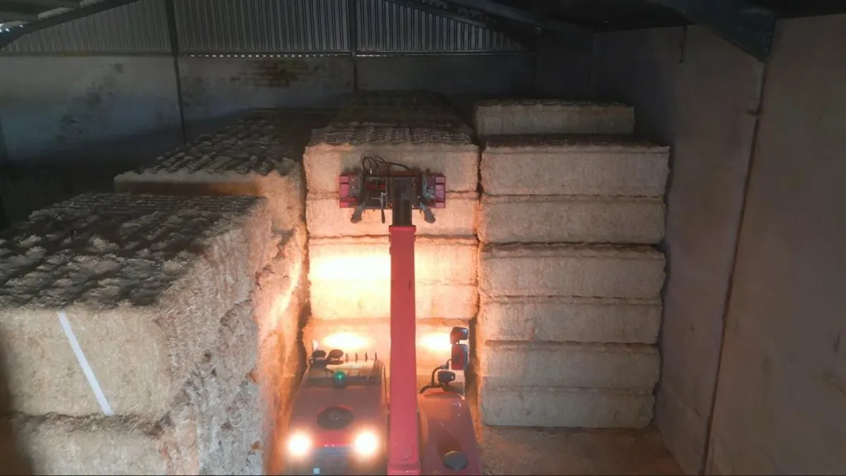 Spanish Straw - Image 4
