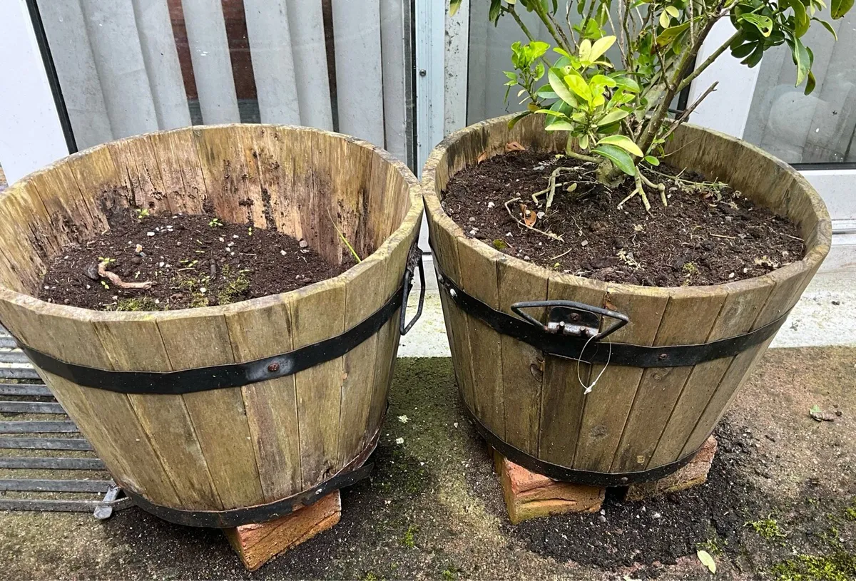 Pair of Wooden Planters, One with Plant - Image 3