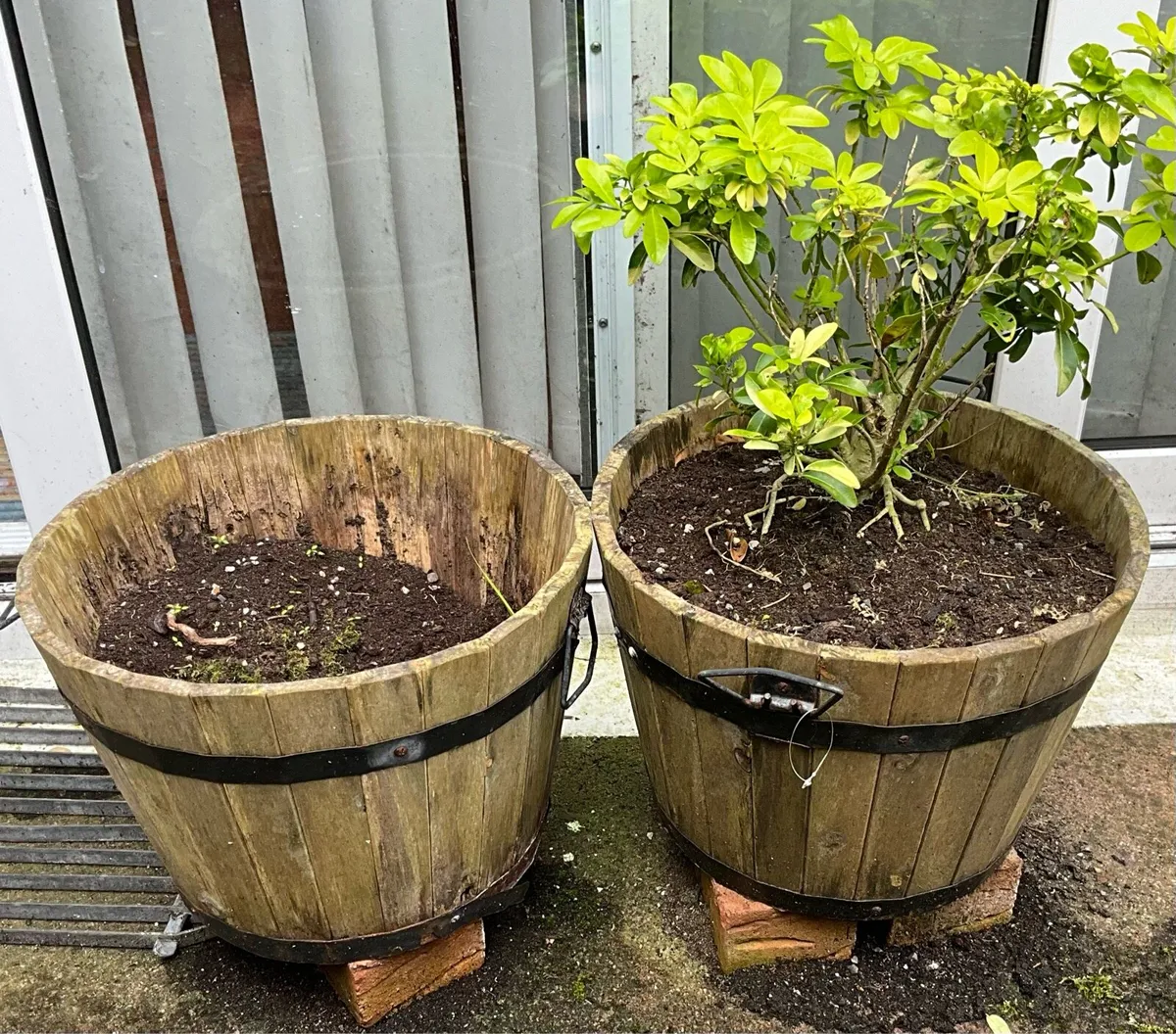 Pair of Wooden Planters, One with Plant - Image 1