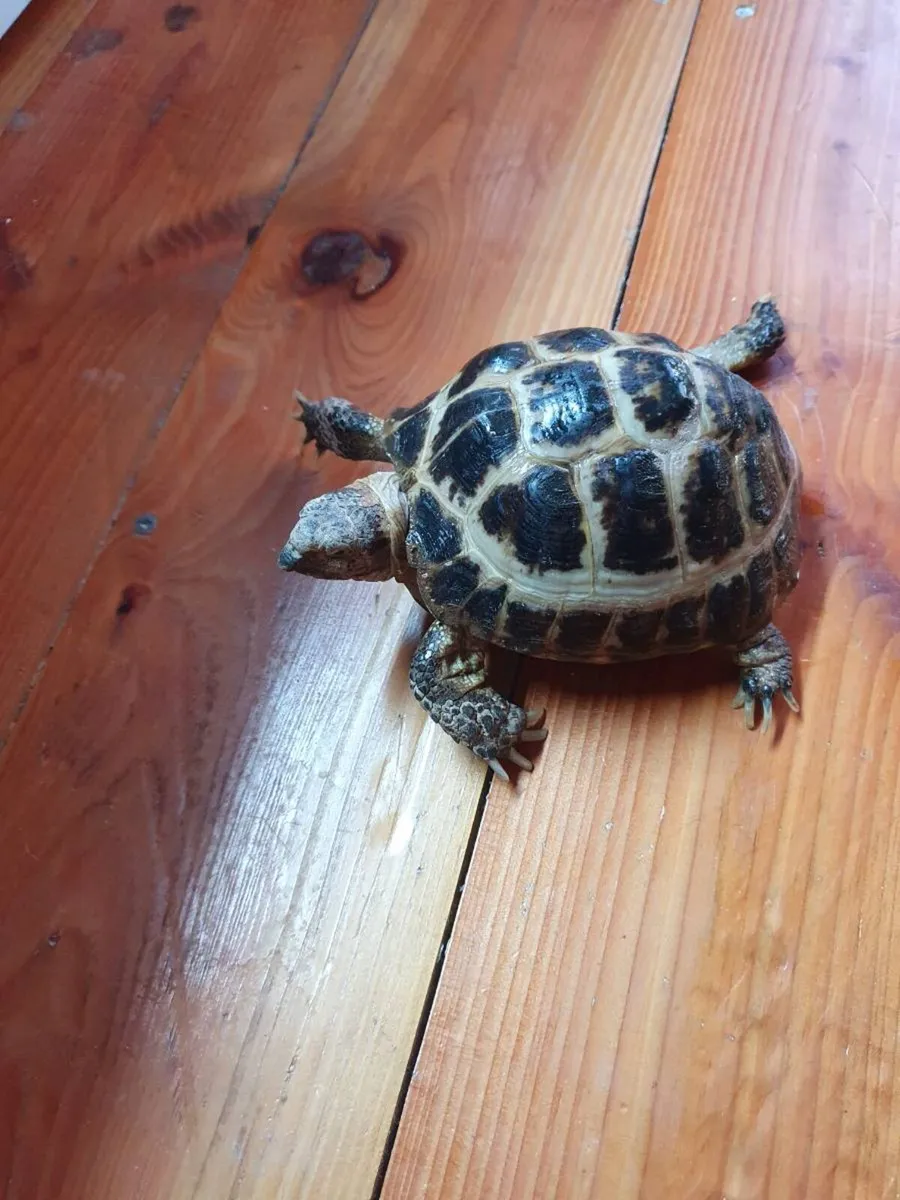 Tortoise - Image 1