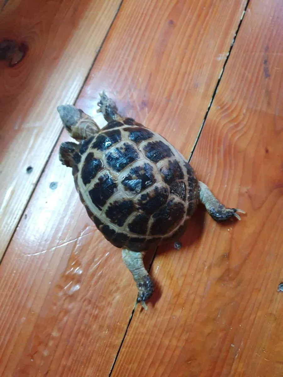 Tortoise - Image 2