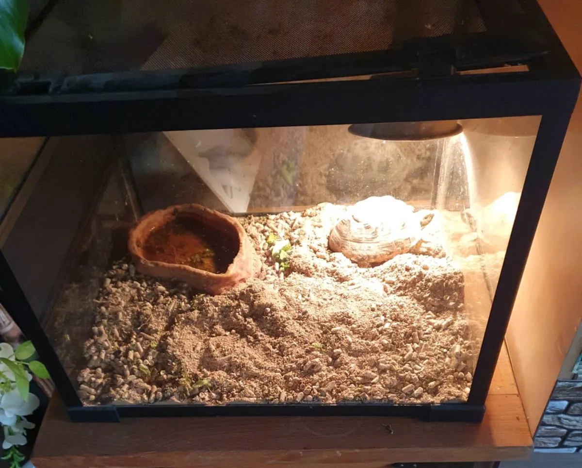 Tortoise - Image 3