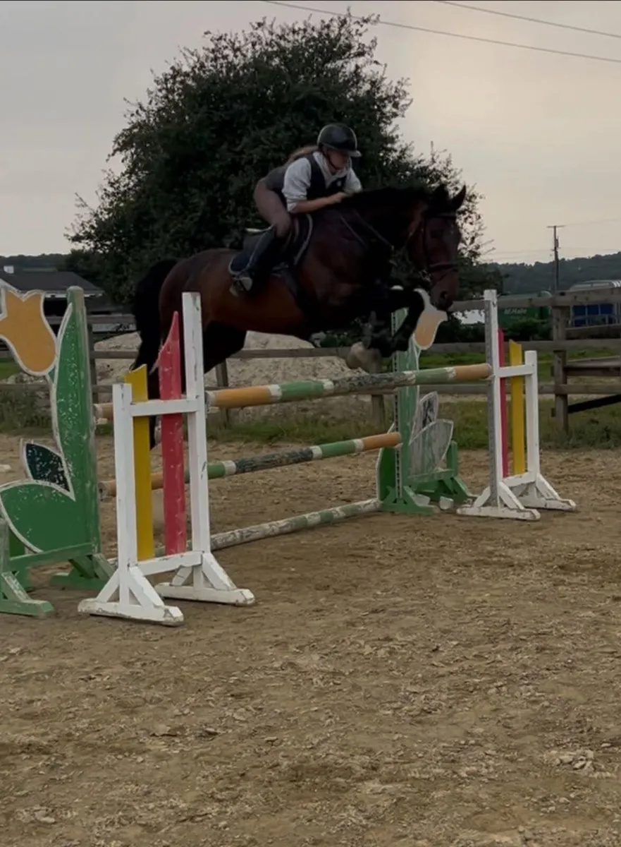 Prince Academy Irish Sport Horse 11 year old 16-3 - Image 1