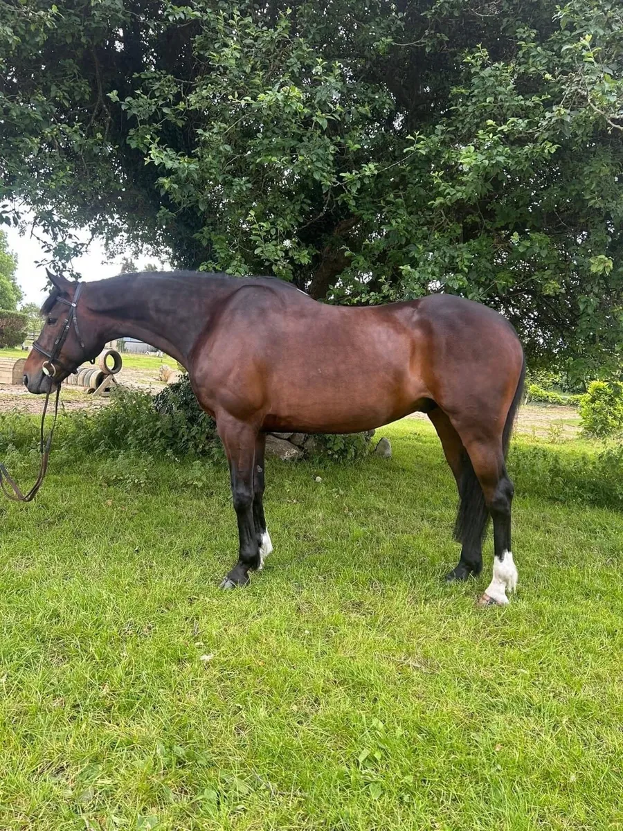 Prince Academy Irish Sport Horse 11 year old 16-3 - Image 2