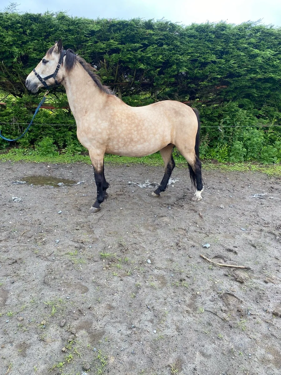 Dun mare - Image 2