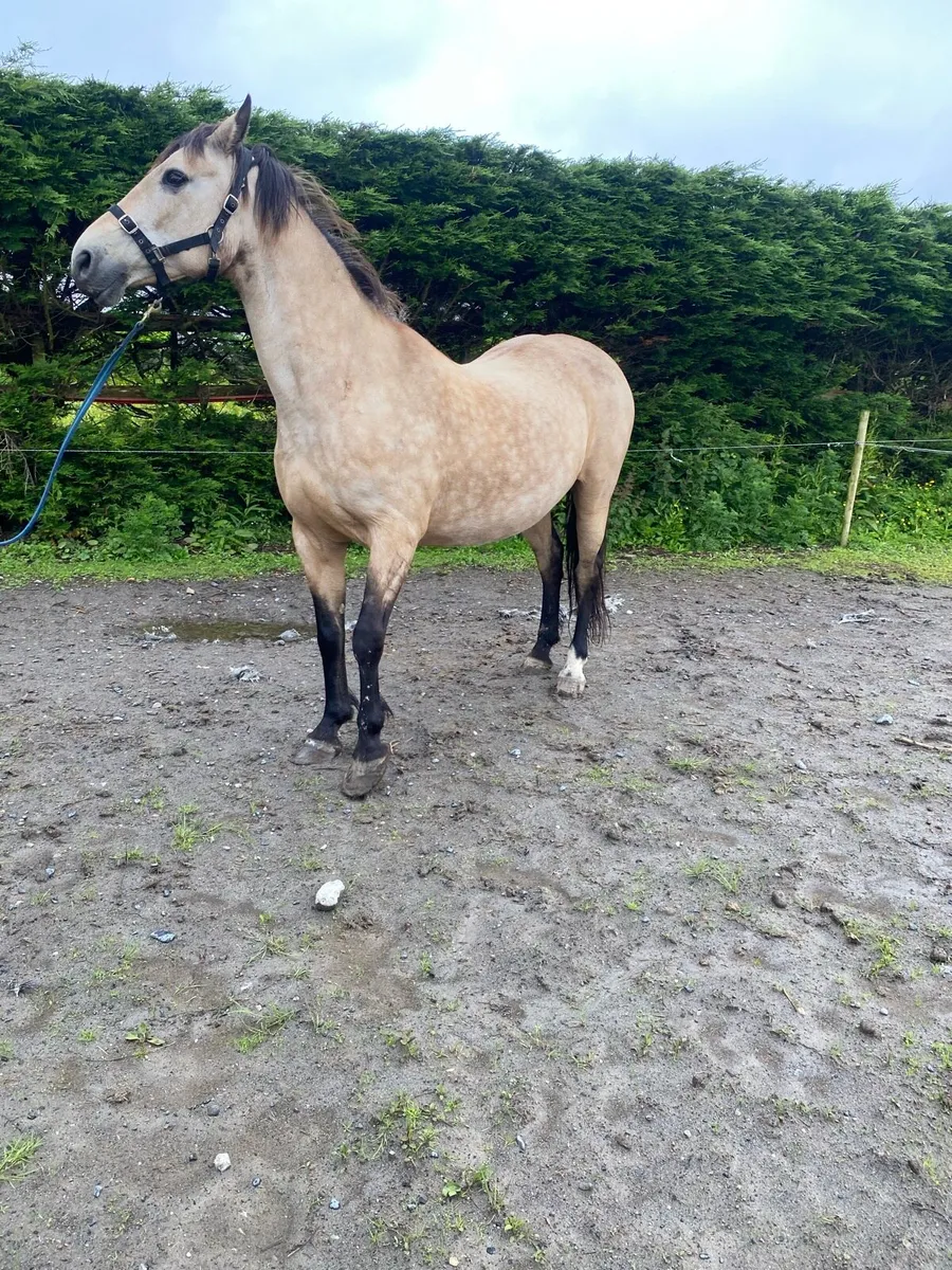 Dun mare - Image 3