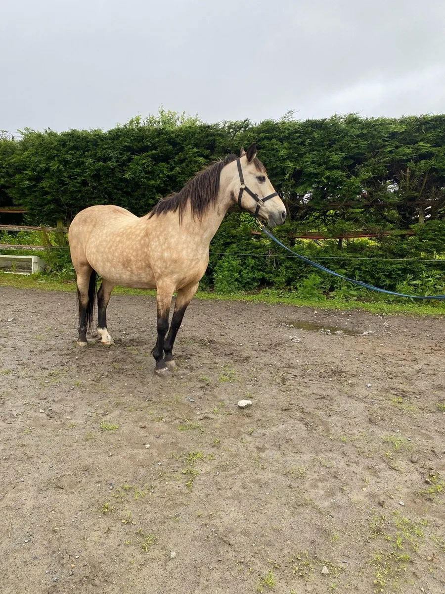 Dun mare - Image 1