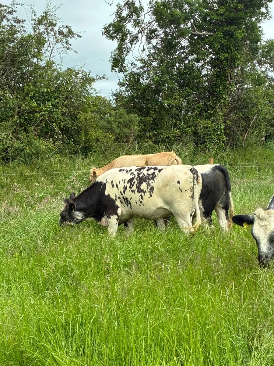 10 Beef Heifers for replacements - Image 2