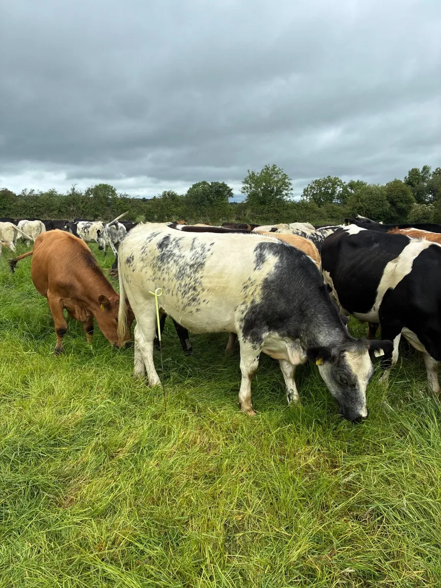 10 Beef Heifers for replacements - Image 4