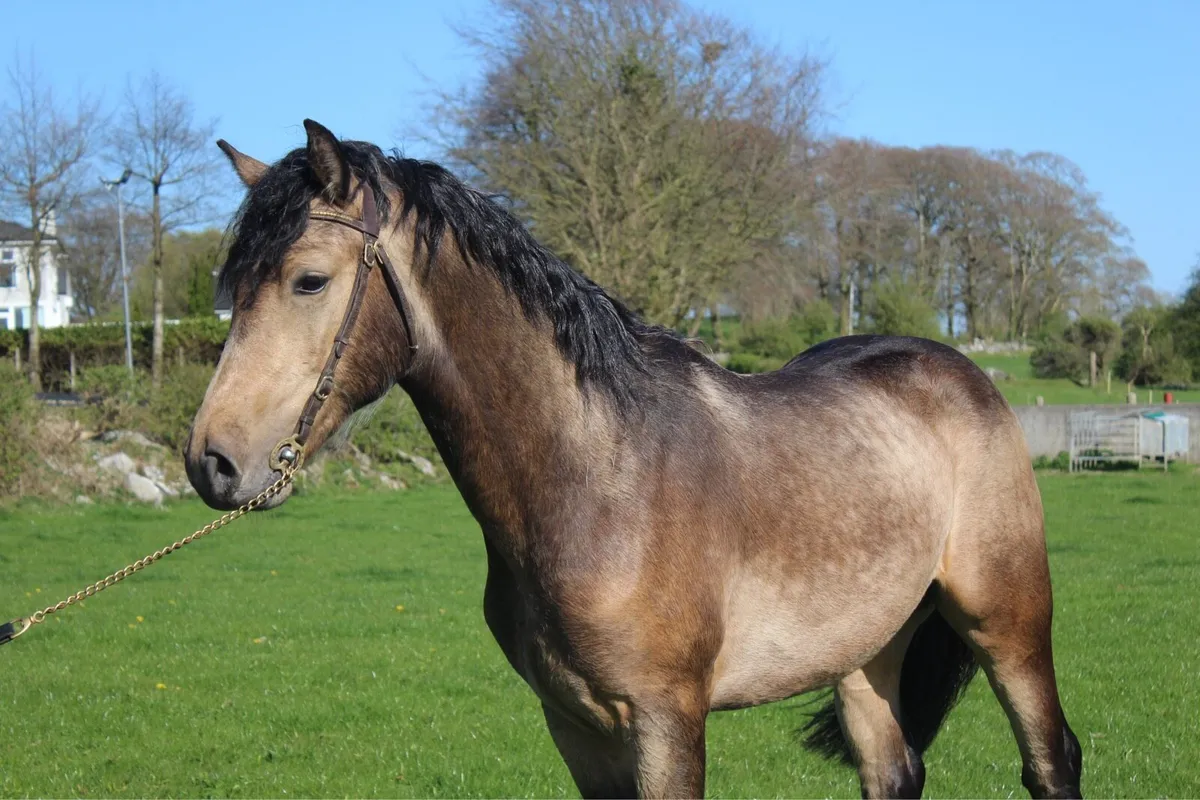 Pepsi Noah at stud - Image 1