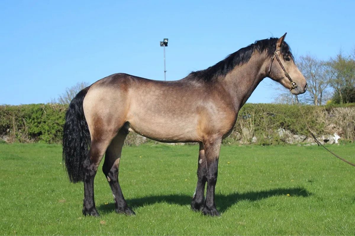 Pepsi Noah at stud - Image 2