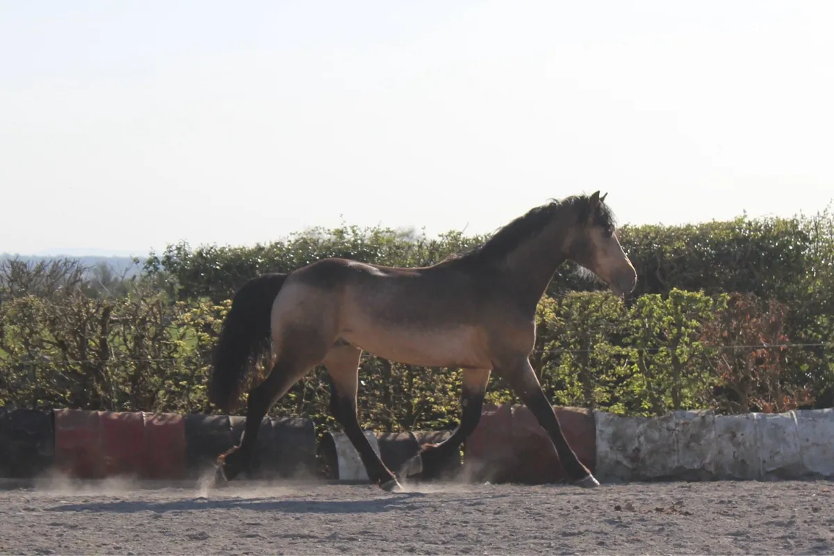 Pepsi Noah at stud - Image 3