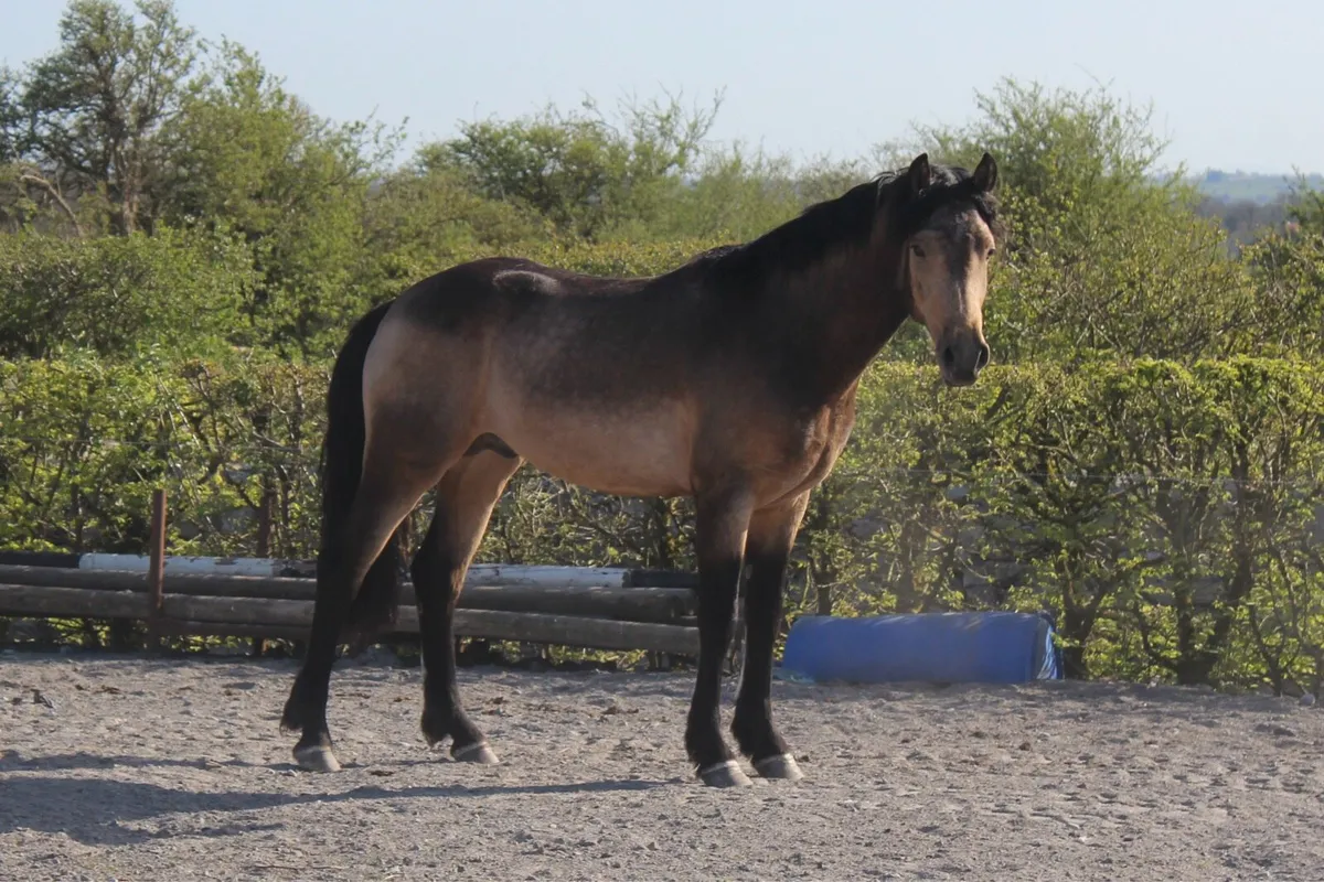 Pepsi Noah at stud - Image 4