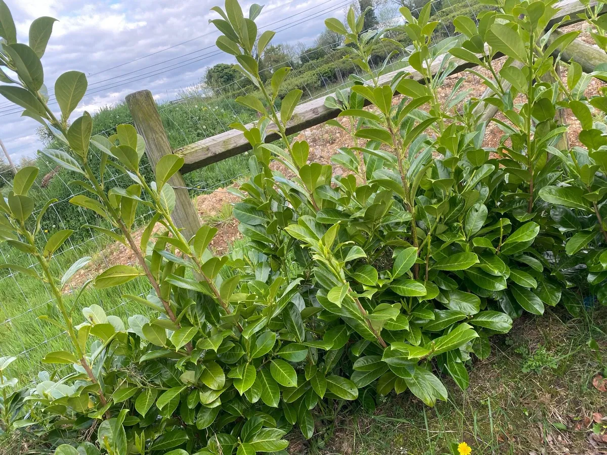 Laurel hedging 1.5ft tall - Image 2