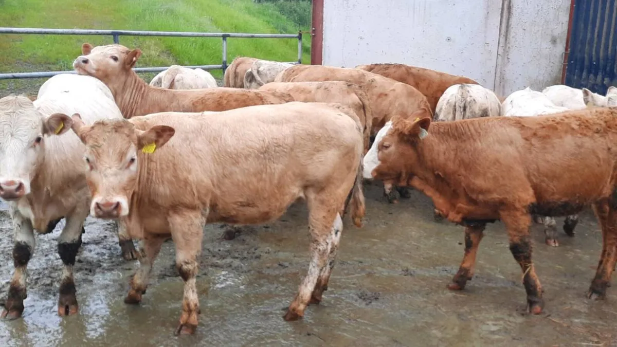 22 Suckler Bred Charolais Heifers - Image 1