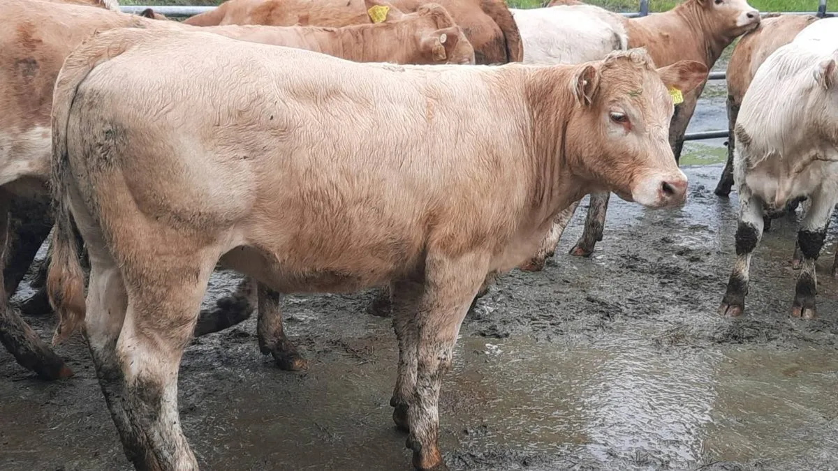 22 Suckler Bred Charolais Heifers - Image 2