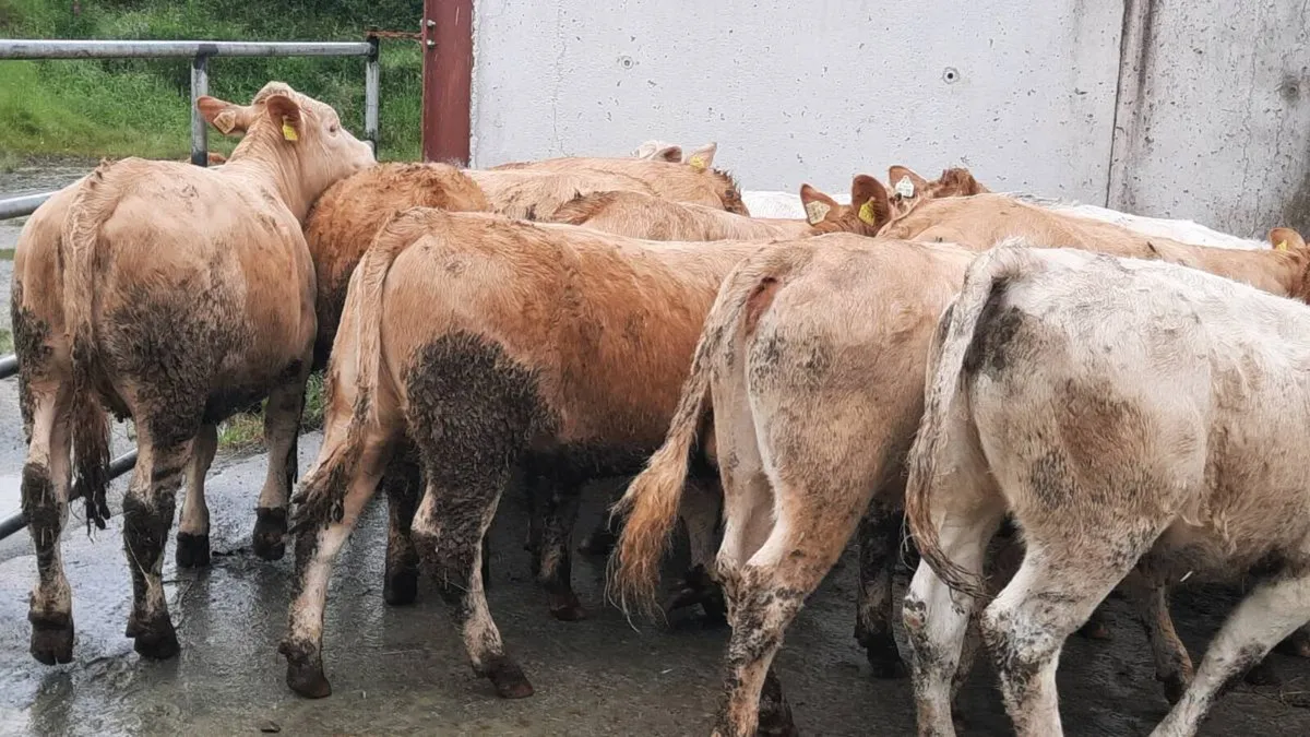 22 Suckler Bred Charolais Heifers - Image 3