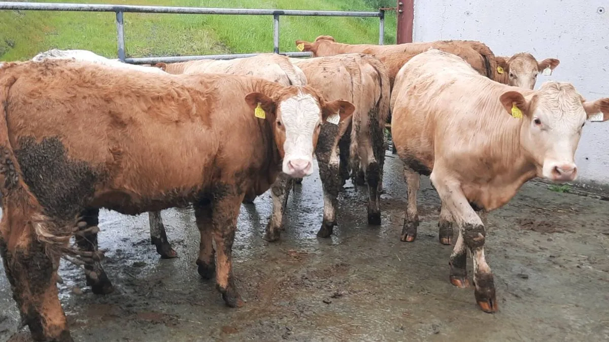 22 Suckler Bred Charolais Heifers - Image 4
