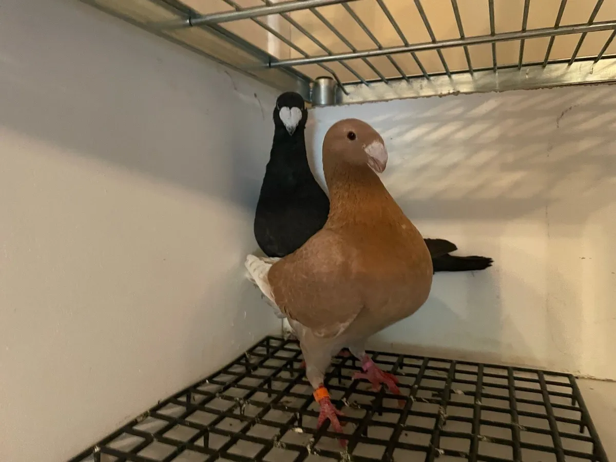 Pigeons - Image 3