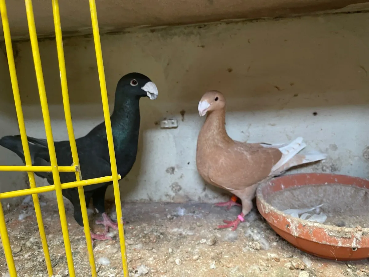 Pigeons - Image 4