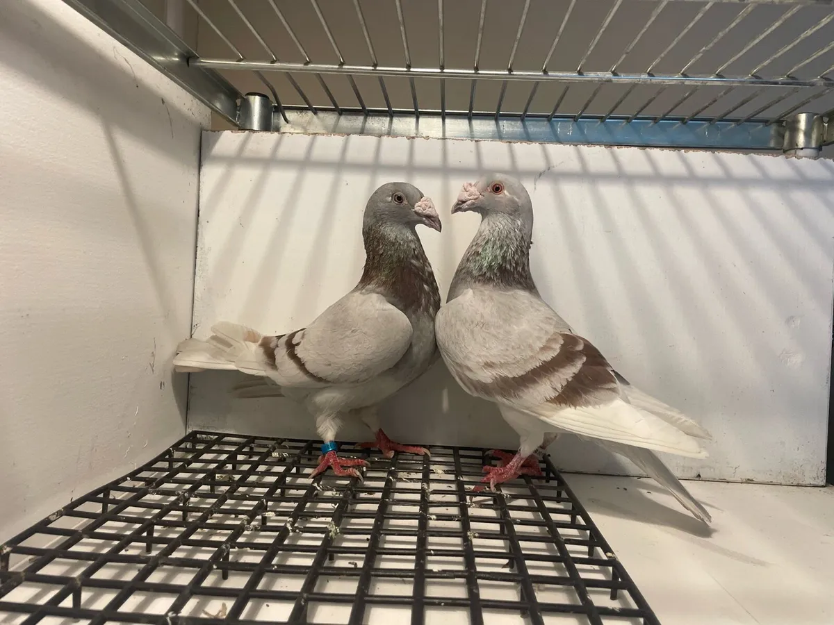 Pigeons - Image 1