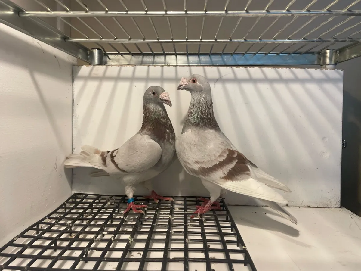 Pigeons - Image 2
