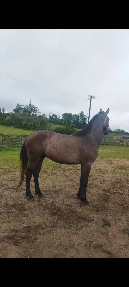 Connemara cross sport horse - Image 2
