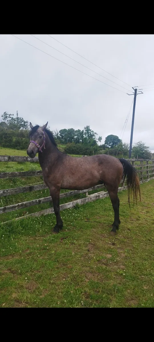 Connemara cross sport horse - Image 3