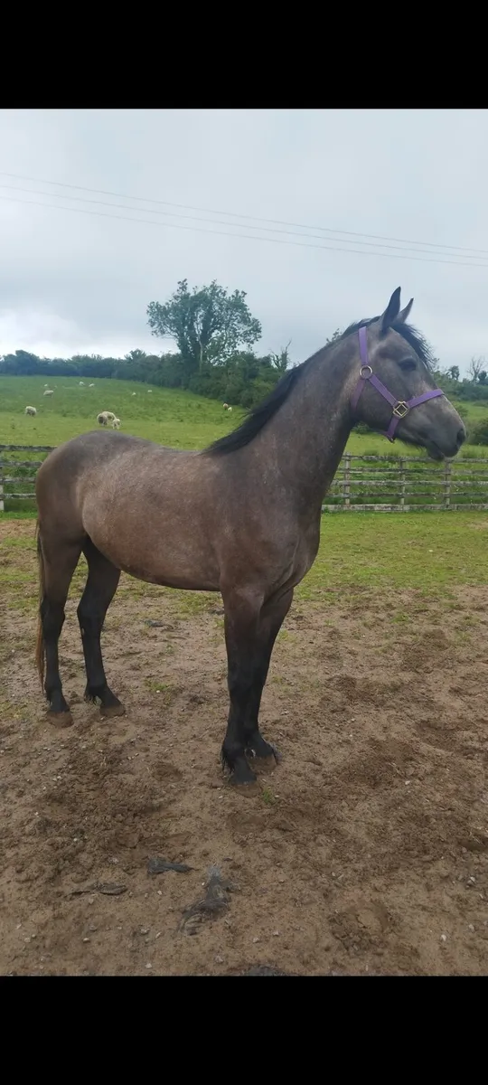Connemara cross sport horse - Image 1