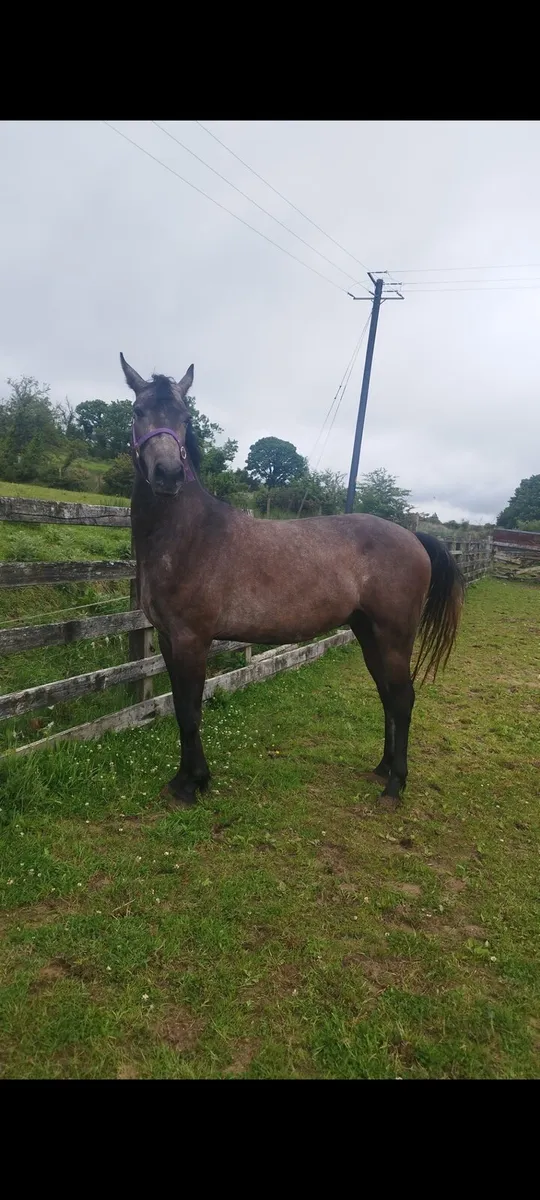 Connemara cross sport horse - Image 4