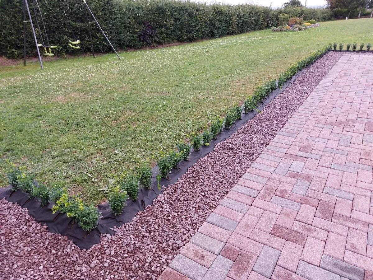 Box Hedging - Image 2