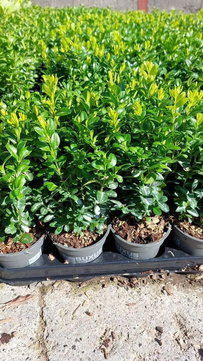 Box Hedging - Image 1