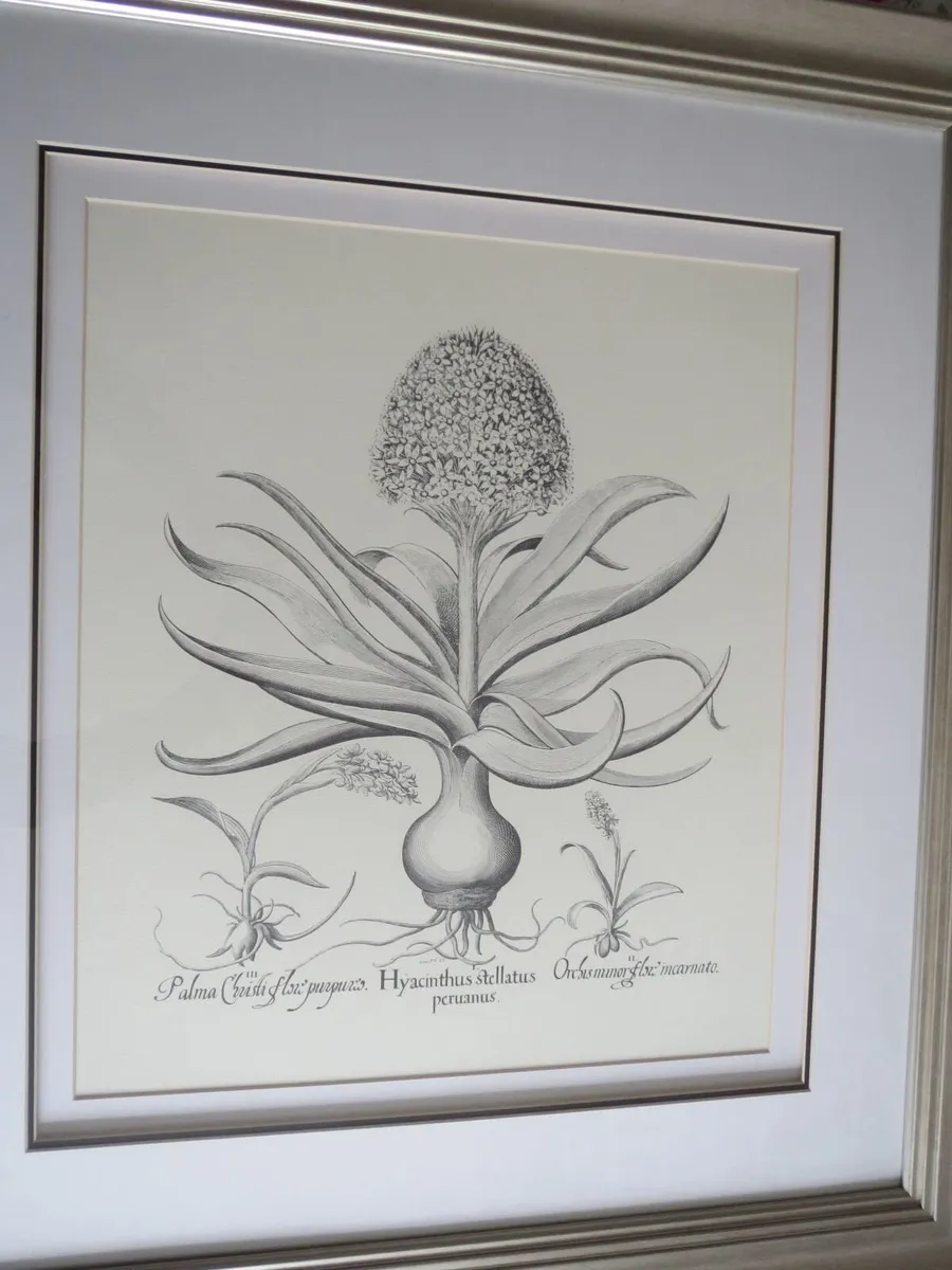 Neptune large framed botanical picture - Image 1