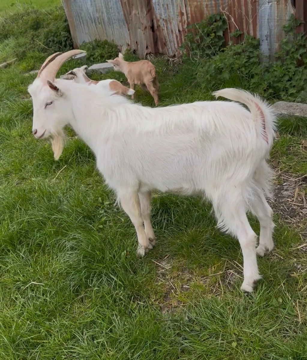 Goats Boer X Saanen - Image 2