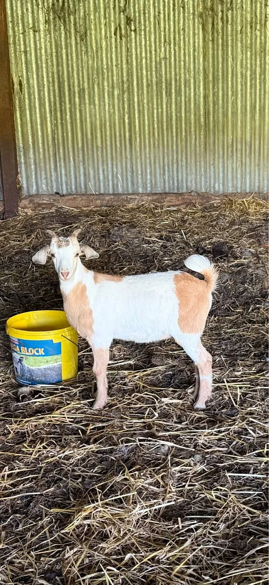 Goats Boer X Saanen - Image 1