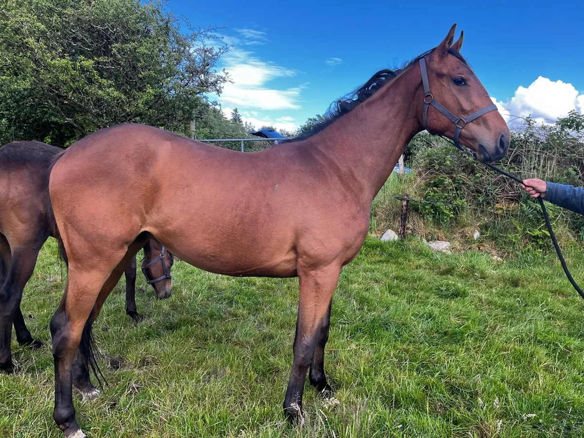 TB horse - Image 1